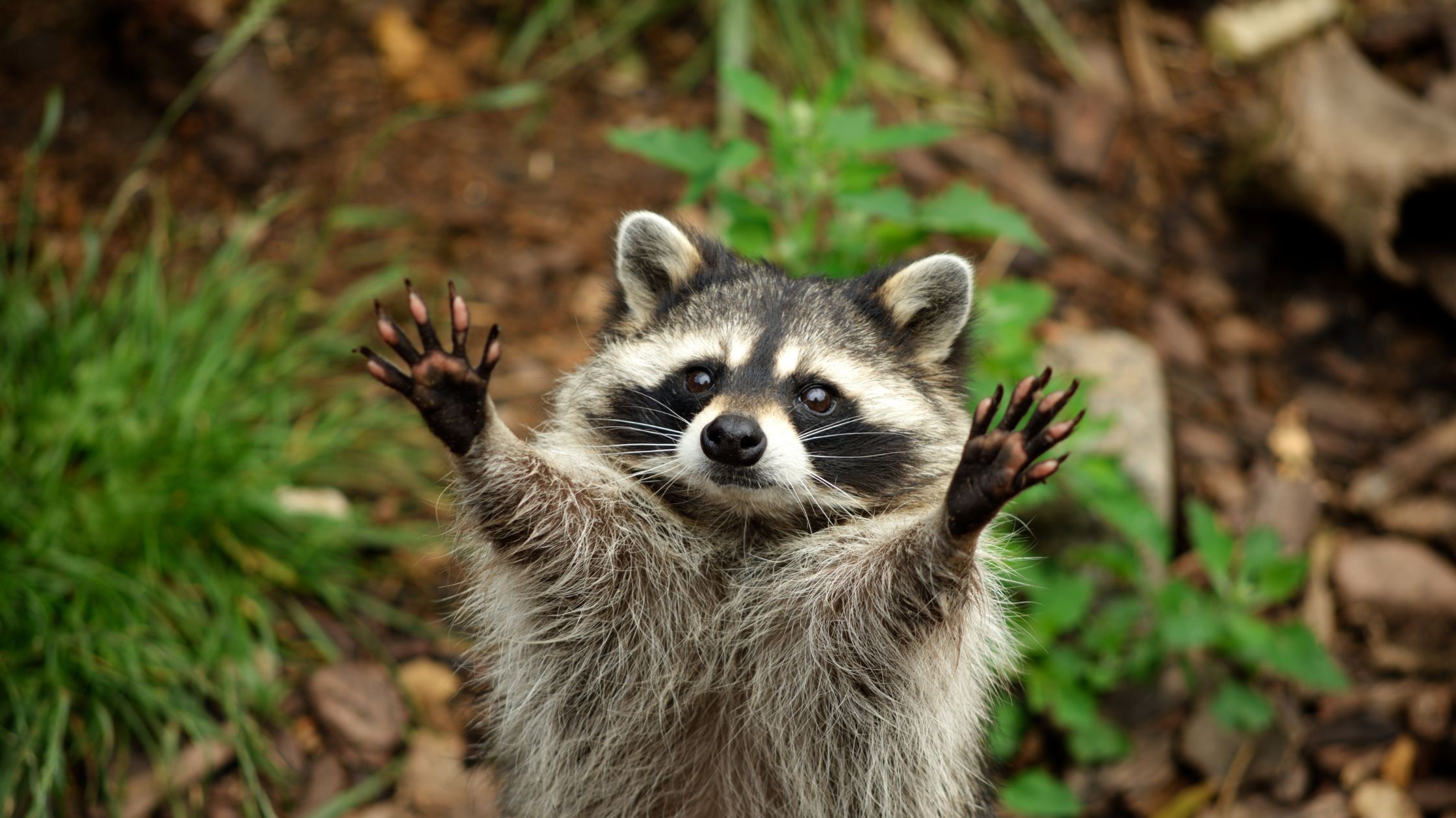 Racoon