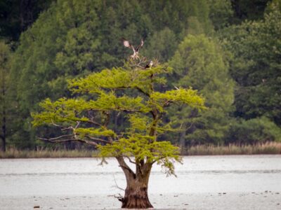 best time to visit Reelfoot Lake