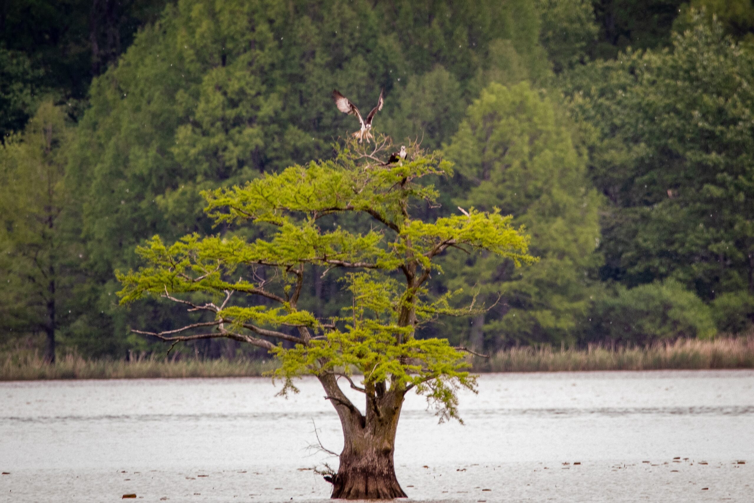 best time to visit Reelfoot Lake