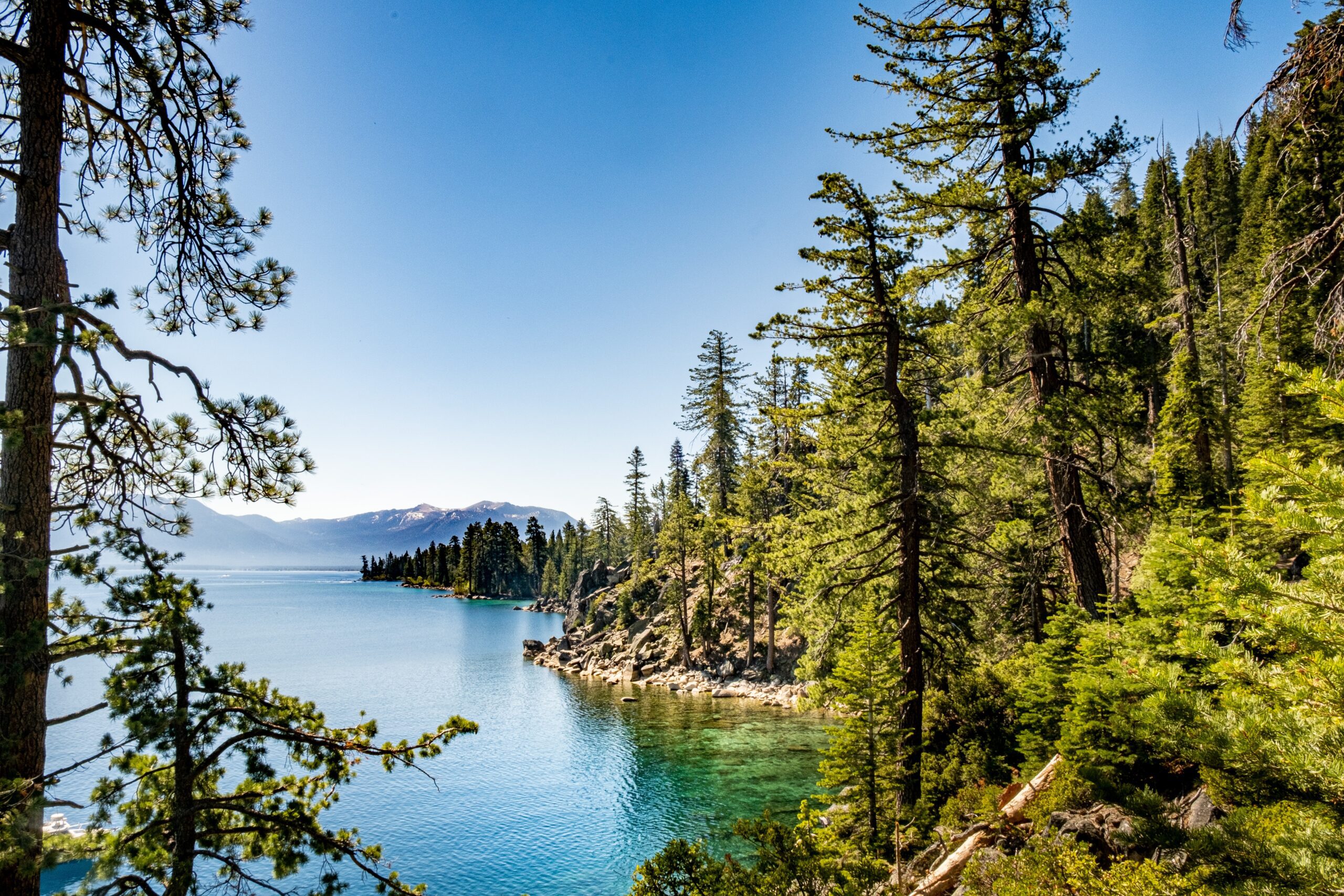 lake-tahoe-trees