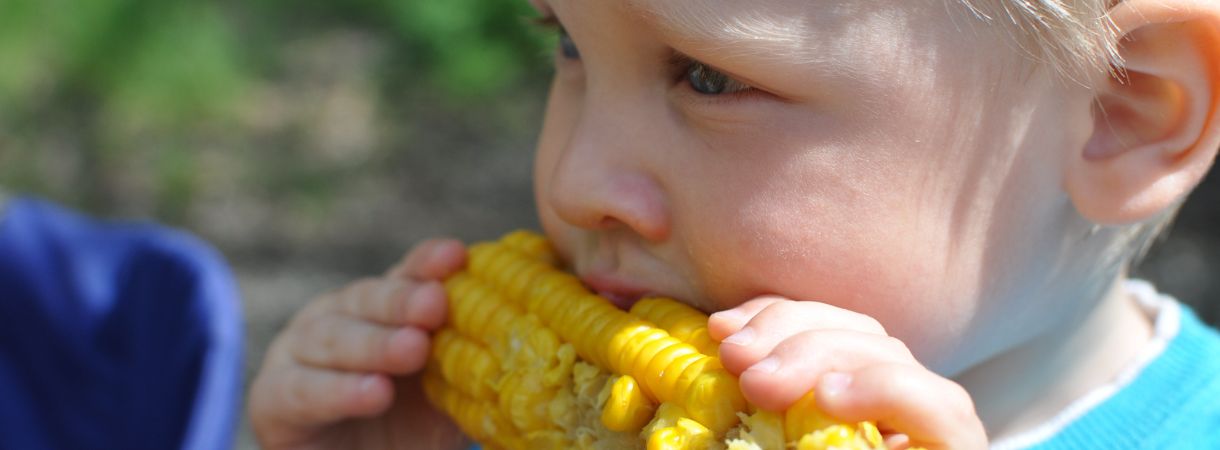 Little boy eating a cob of corn