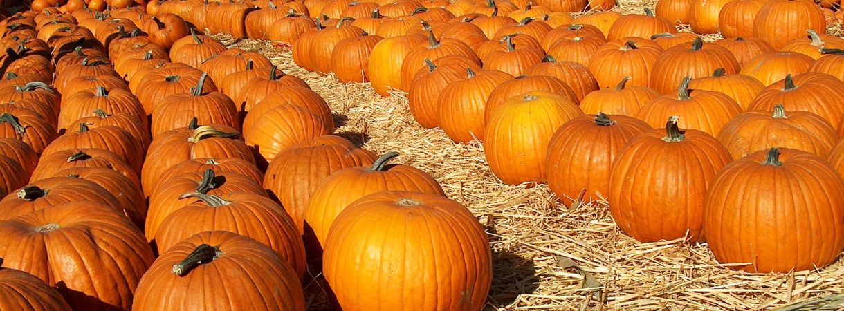 Pumpkin patch, picked pumpkins on hay.