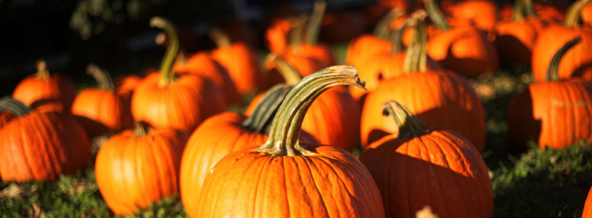 Orange pumpkins in a pumpkin patch.