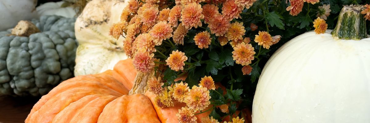 Pumpkins during harvest