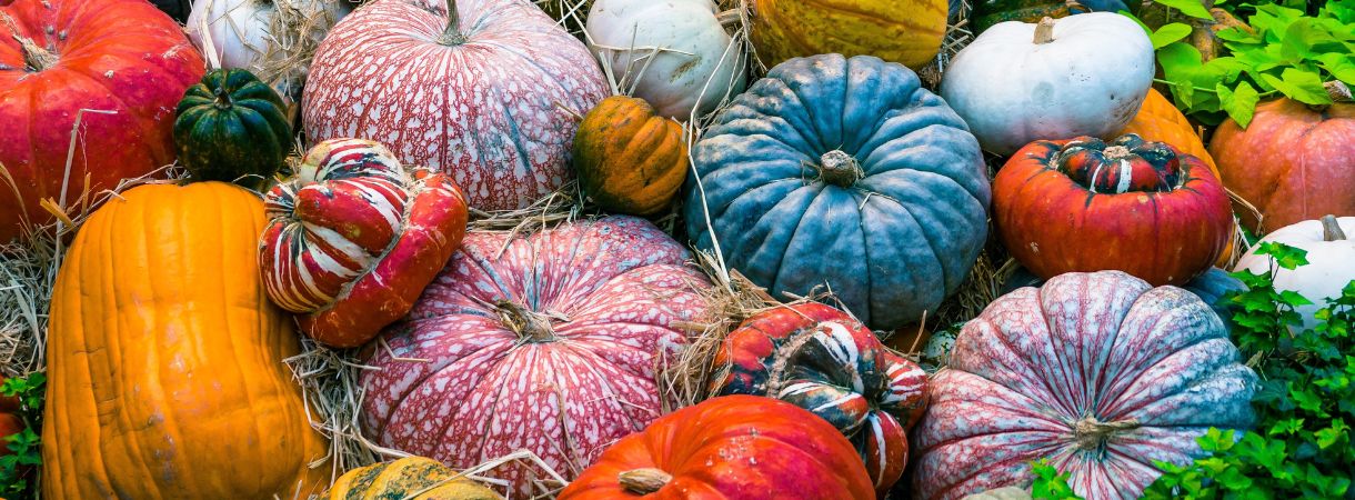 Pumpkins of many colors