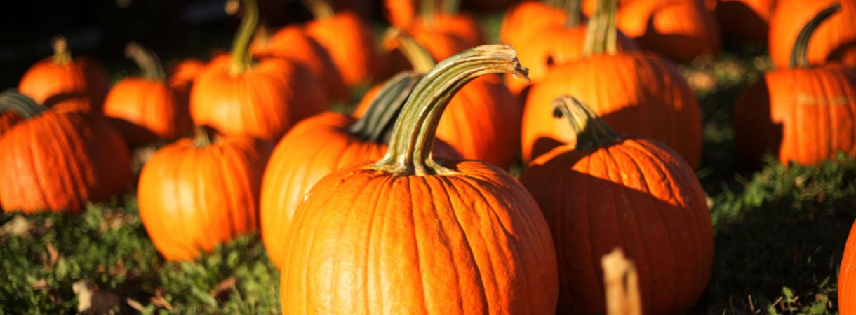 Pumpkins on the lawn