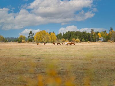 Rustic bungalow in the heart of Sunriver, perks